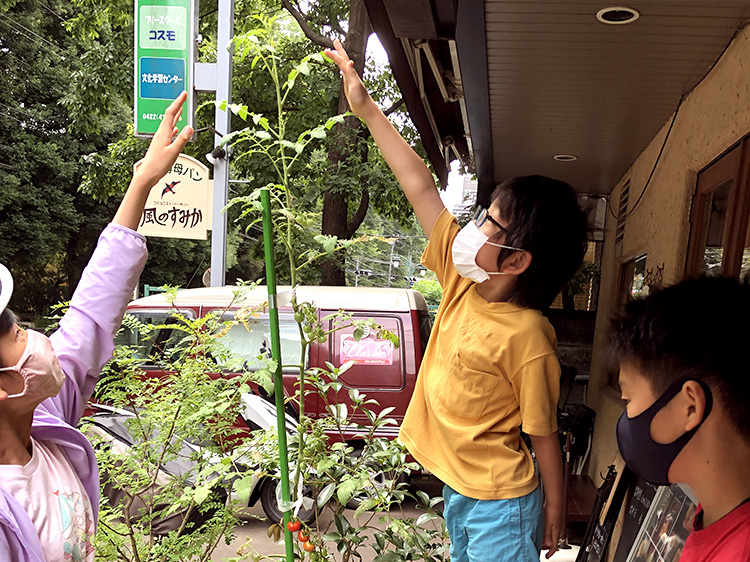 夏野菜を育てる